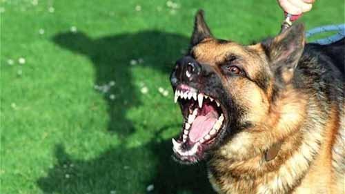关于狂犬病的这些真相你或许还未了解